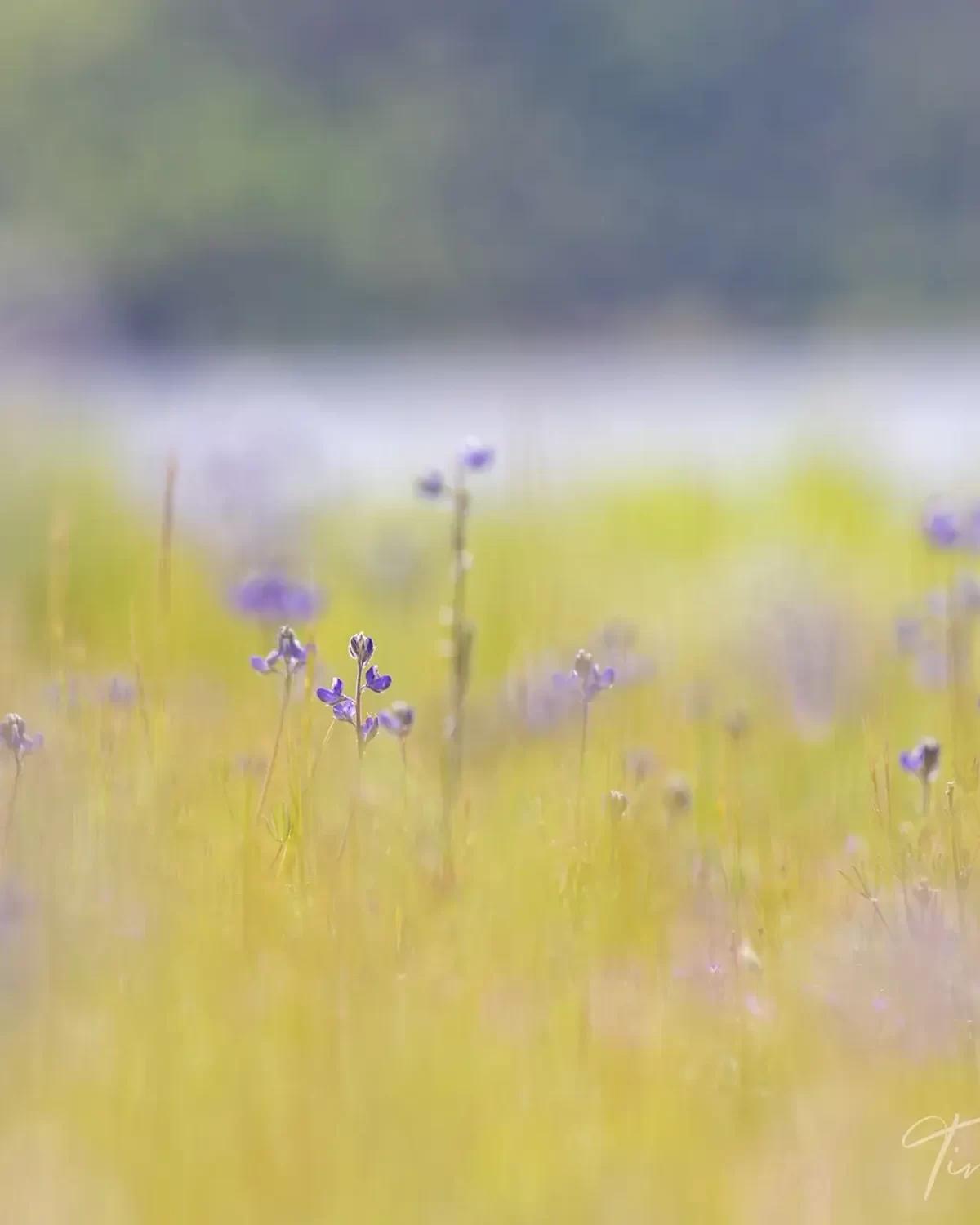 lupine-purple-wildflowers-in-their-infancy-in-tall-2024-05-27-00-18-07-utc